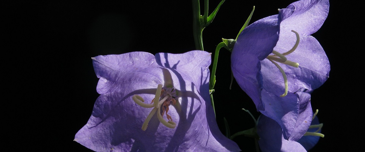 Campanula (zvonek karpatský)